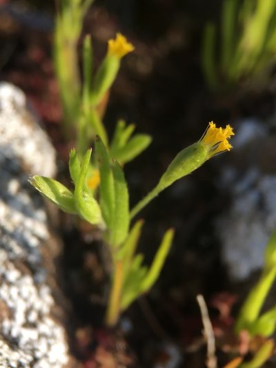 Lasthenia microglossa, photographed by Matt Berger