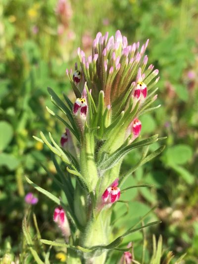 Castilleja brevistyla, photographed by Matt Berger