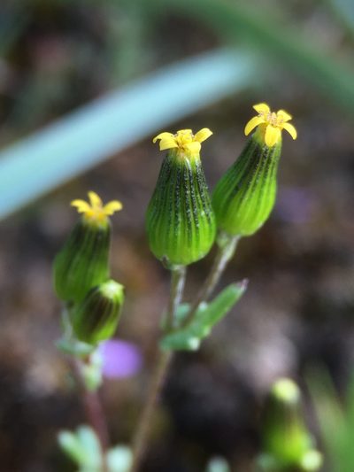 Senecio aphanactis, photographed by Matt Berger