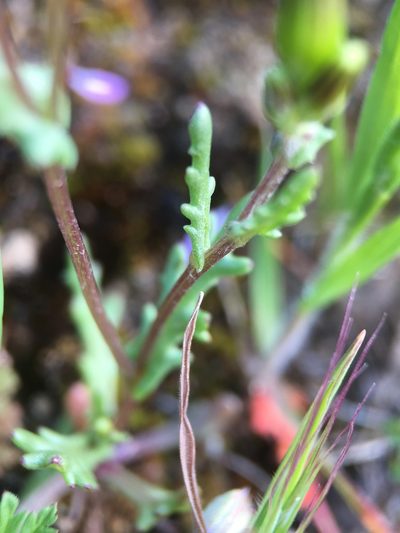 Senecio aphanactis, photographed by Matt Berger