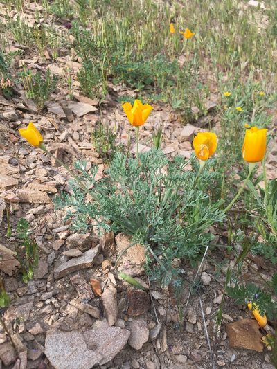 Eschscholzia hypecoides, photographed by Matt Berger