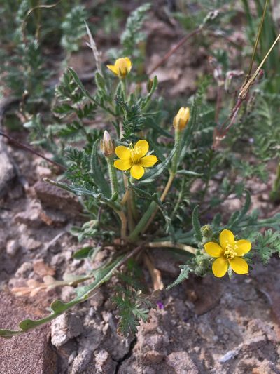 Mentzelia affinis, photographed by Matt Berger