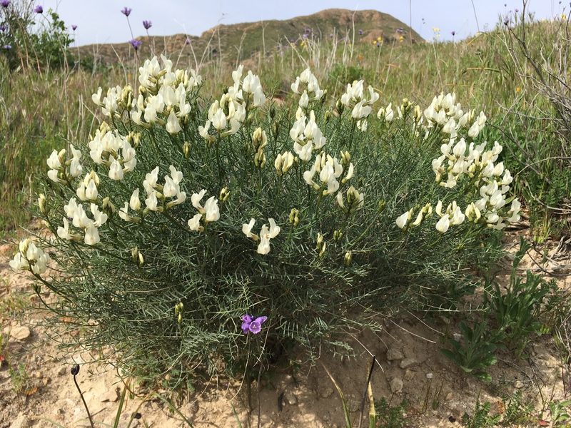 Astragalus pachypus, photographed by Matt Berger