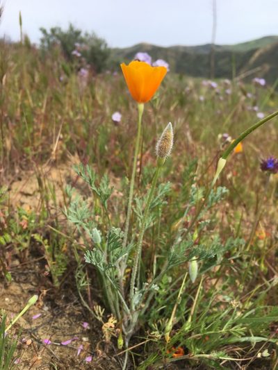 Eschscholzia hypecoides, photographed by Matt Berger