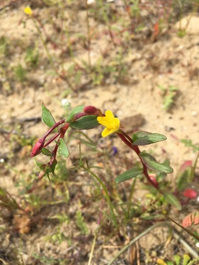 Camissoniopsis ignota, photographed by Matt Berger