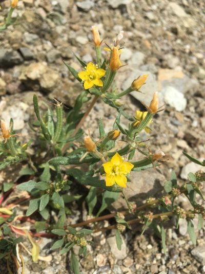 Mentzelia affinis, photographed by Matt Berger