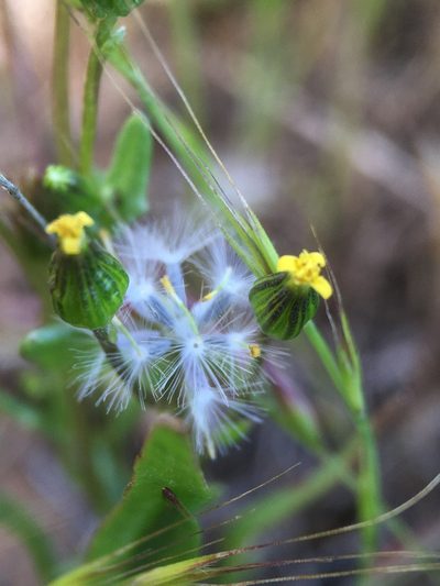 Senecio aphanactis, photographed by Matt Berger