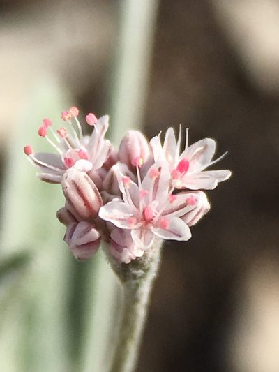 Eriogonum vestitum, photographed by Matt Berger