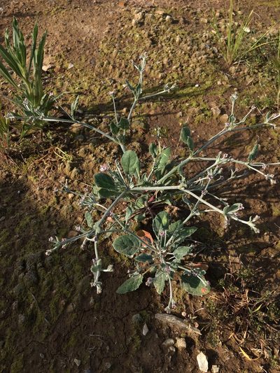Eriogonum vestitum, photographed by Matt Berger