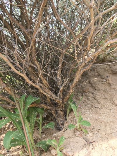 Astragalus pachypus, photographed by Matt Berger