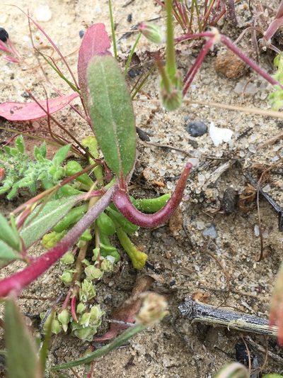 Camissoniopsis ignota, photographed by Matt Berger