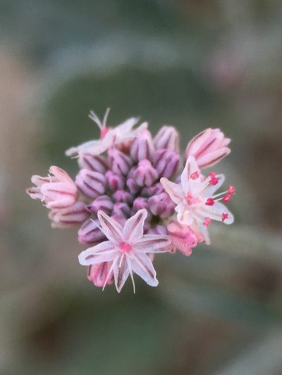 Eriogonum vestitum, photographed by Matt Berger