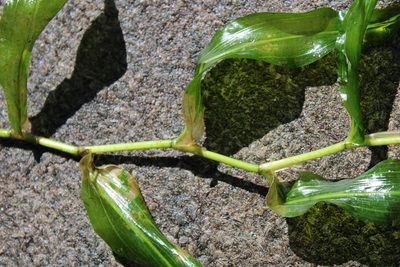 Potamogeton praelongus, photographed by Samuel A Schmid, PhD, PWS