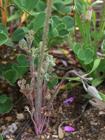 Eschscholzia hypecoides, photographed by Matt Berger