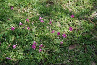 Oxalis brasiliensis, photographed by Quentin Groom