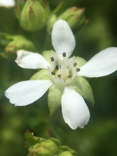 Potentilla parryi, photographed by Matt Berger