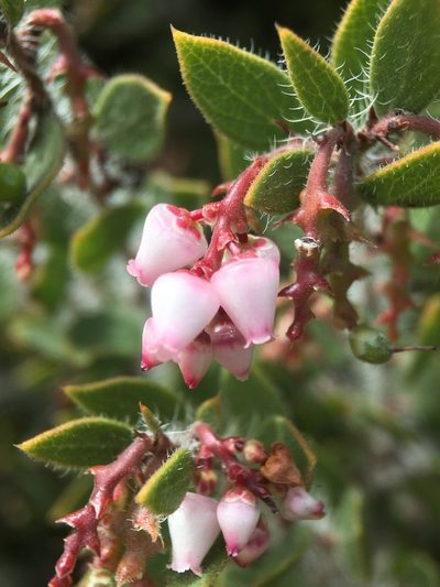 Arctostaphylos myrtifolia, photographed by Matt Berger