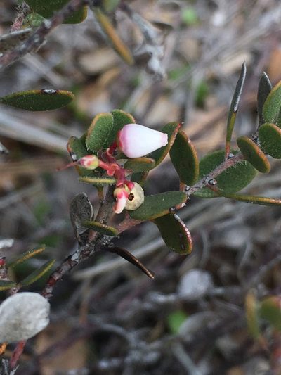 Arctostaphylos myrtifolia, photographed by Matt Berger