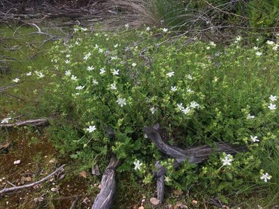 Potentilla parryi, photographed by Matt Berger