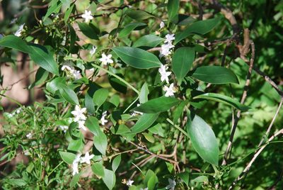 Myoporum petiolatum, photographed by Quentin Groom