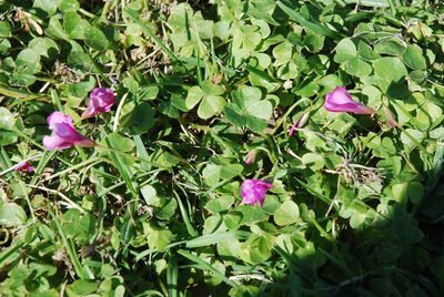 Oxalis brasiliensis, photographed by Quentin Groom