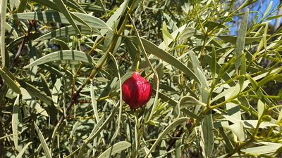Santalum acuminatum, photographed by Andrew Thornhill