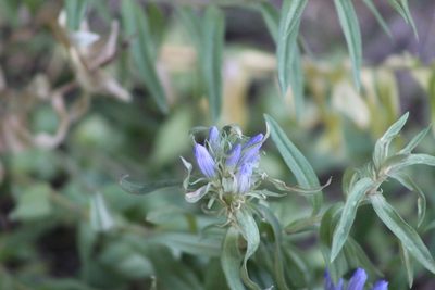 Gentiana affinis, photographed by Asher P Higgins
