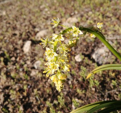 Toxicoscordion paniculatum, photographed by Logan J.L. Bradley
