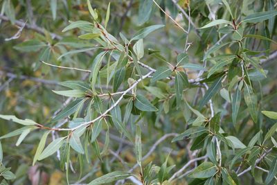 Populus angustifolia, photographed by Asher P Higgins
