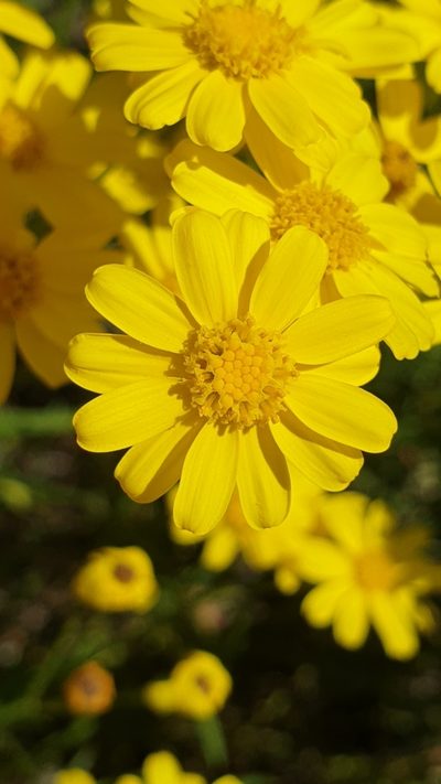 Senecio spanomerus, photographed by Andrew Thornhill
