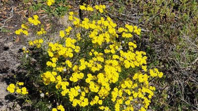 Senecio spanomerus, photographed by Andrew Thornhill