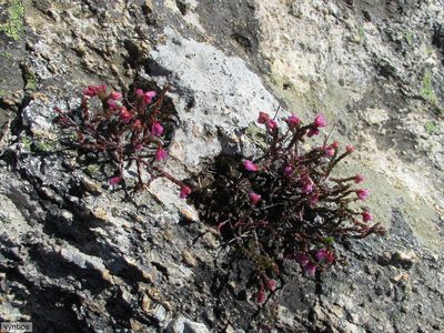 Erica rimarum, photographed by Chris Vynbos