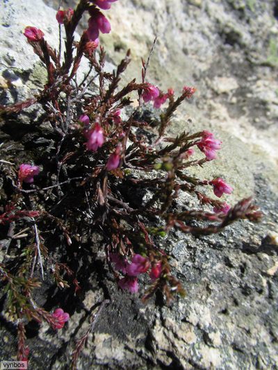 Erica rimarum, photographed by Chris Vynbos