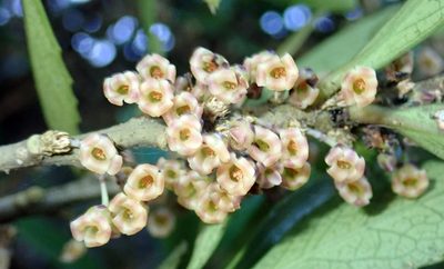 Melicytus chathamicus, photographed by Peter de Lange
