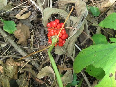 Arisaema amurense, photographed by Repina Tatyana