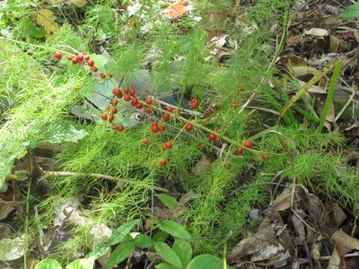 Asparagus schoberioides, photographed by Repina Tatyana