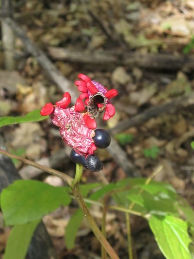 Paeonia obovata, photographed by Repina Tatyana