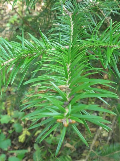Abies holophylla, photographed by Repina Tatyana