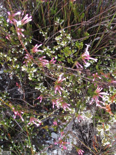 Erica infundibuliformis, photographed by Chris Vynbos