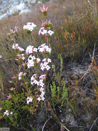 Erica walkeri, photographed by Chris Vynbos