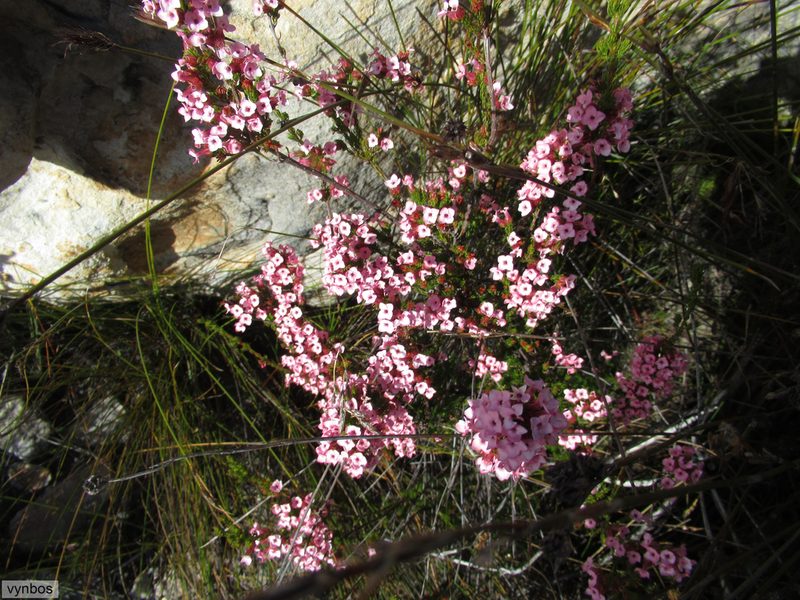 Erica walkeri, photographed by Chris Vynbos