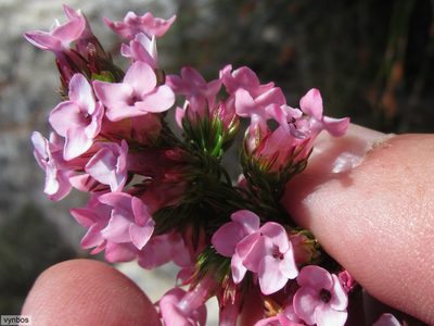 Erica walkeri, photographed by Chris Vynbos