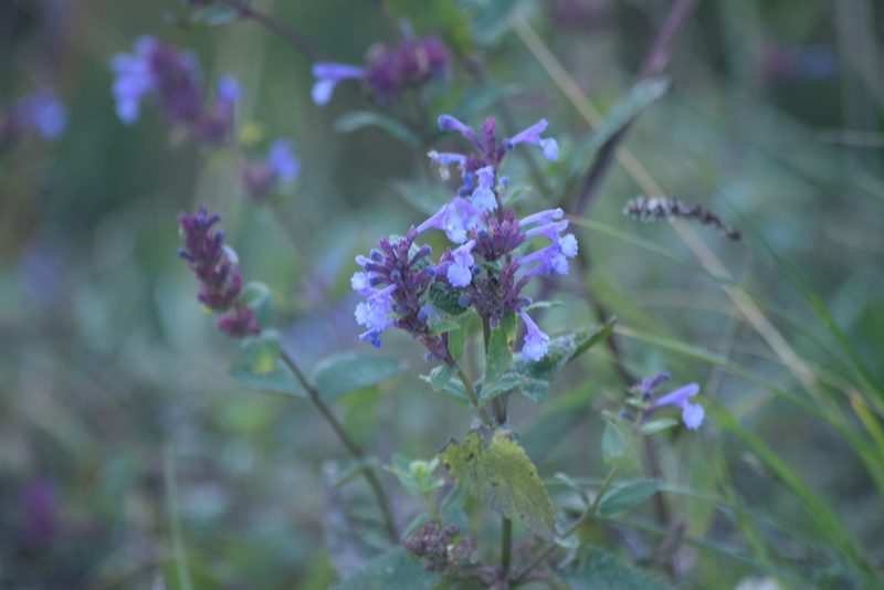 Nepeta grandiflora, photographed by Maxim Shashkov