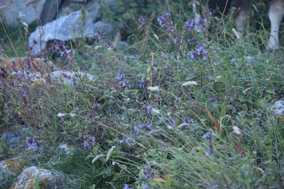Nepeta grandiflora, photographed by Maxim Shashkov