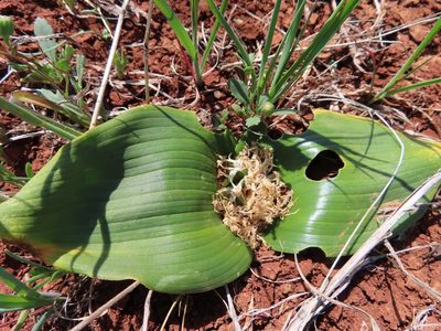 Daubenya capensis, photographed by linkie