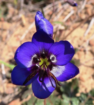 Geissorhiza splendidissima, photographed by linkie