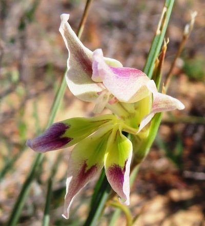 Gladiolus scullyi, photographed by linkie