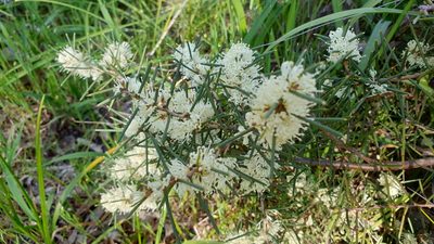 Hakea rugosa, photographed by Andrew Thornhill