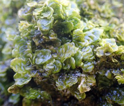 Porella atroviridis, photographed by Peter de Lange