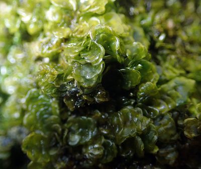 Porella atroviridis, photographed by Peter de Lange